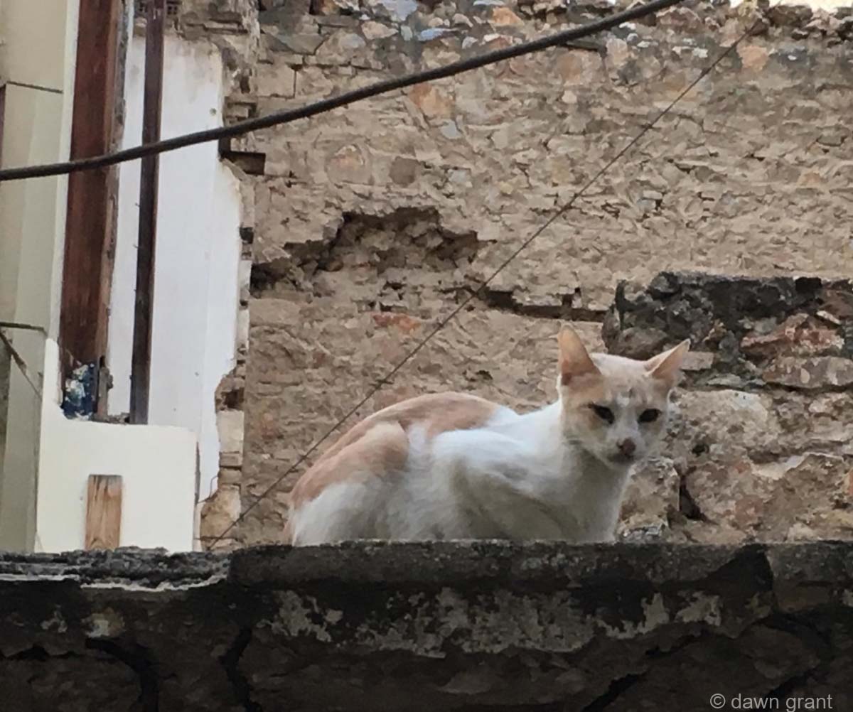 Scrawny and dirty white and orange cat sitting on top of a broken wall, with bricks visibly crumbling.